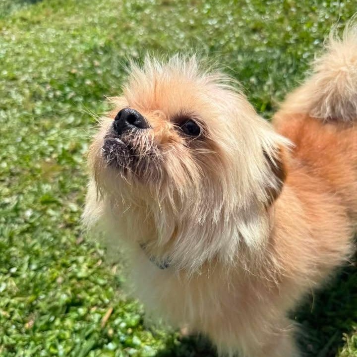Otis, an adopted mixed breed in Wilmington, NC image 2/2
