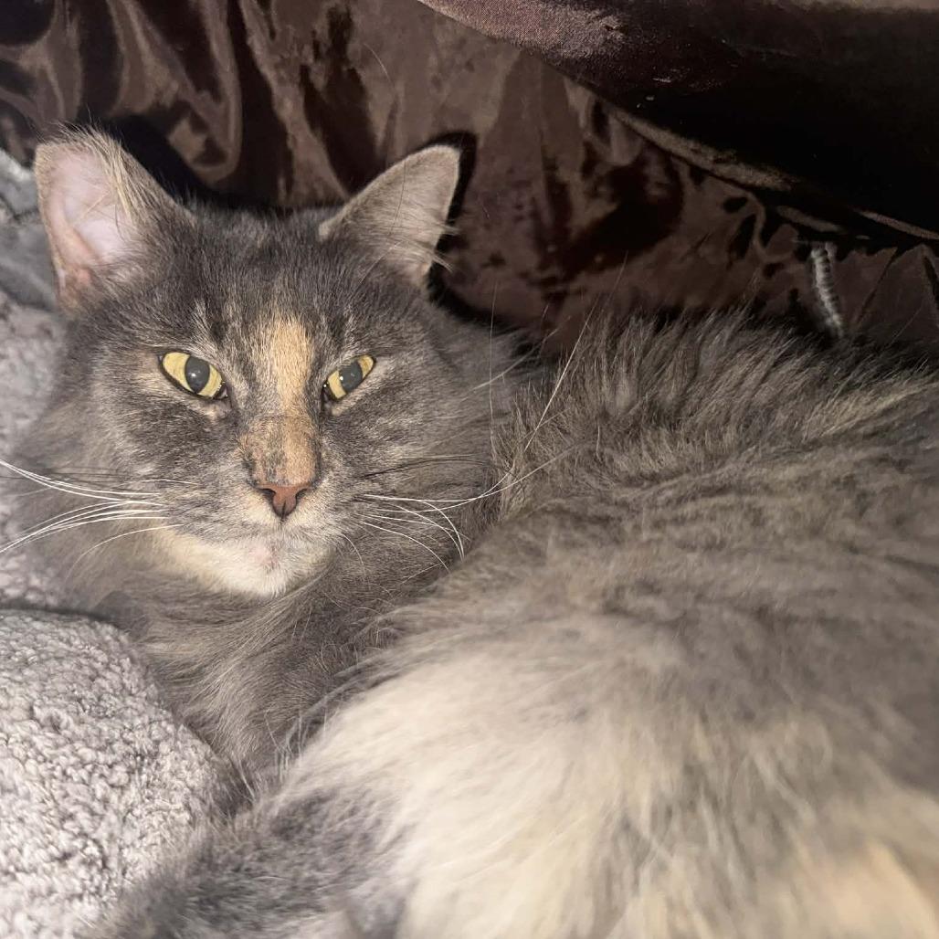 Chloe, Adoptable, Young Female Domestic Medium Hair.