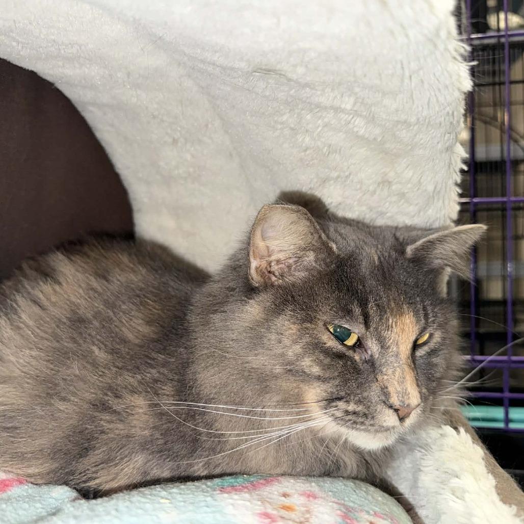 Enlarge Chloe, a Adoptable Domestic Medium Hair in Saugerties, NY image 2/4