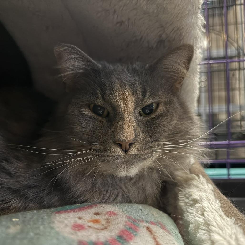 Enlarge Chloe, a Adoptable Domestic Medium Hair in Saugerties, NY image 3/4