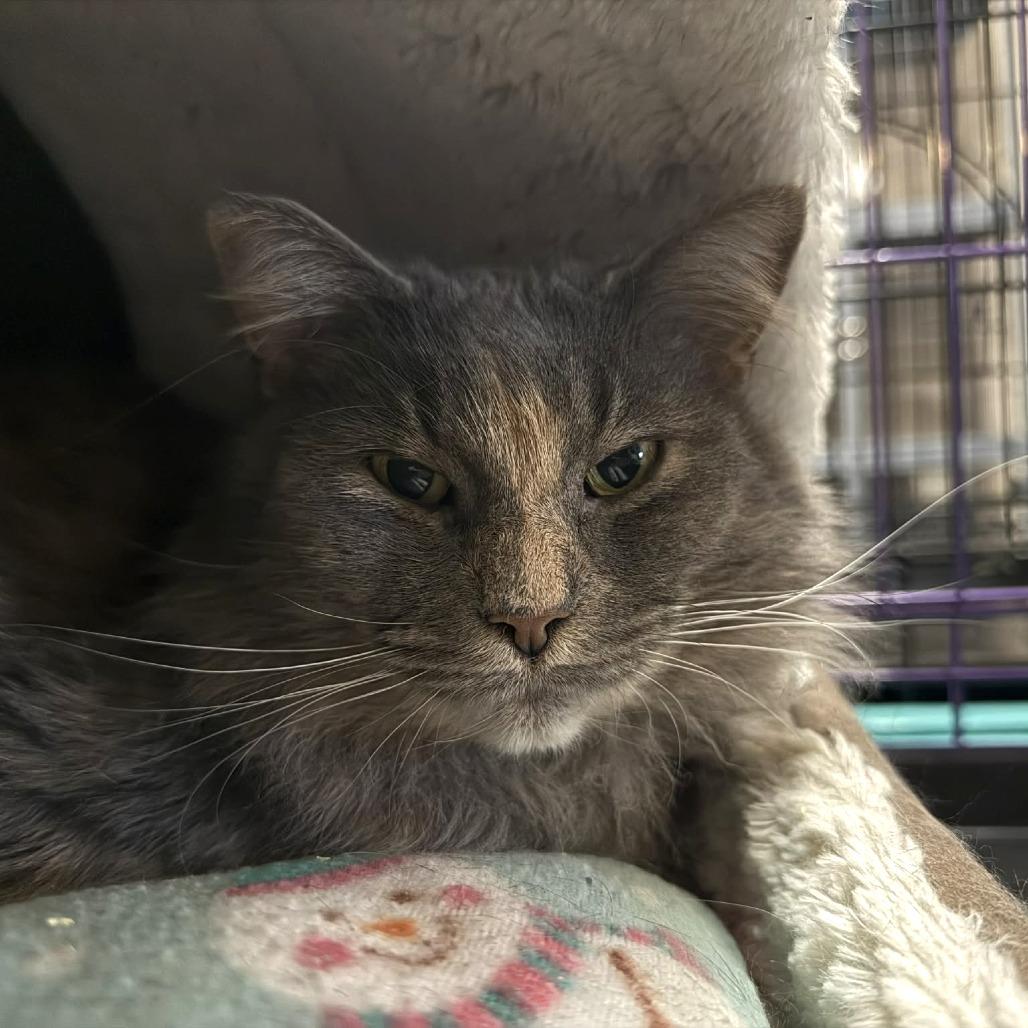 Enlarge Chloe, a Adoptable Domestic Medium Hair in Saugerties, NY image 4/4