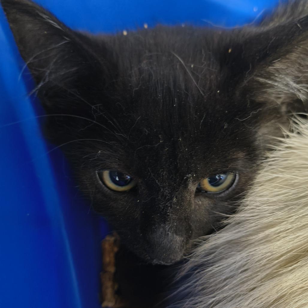Fiasco, Adoptable, Kitten Male Domestic Short Hair.