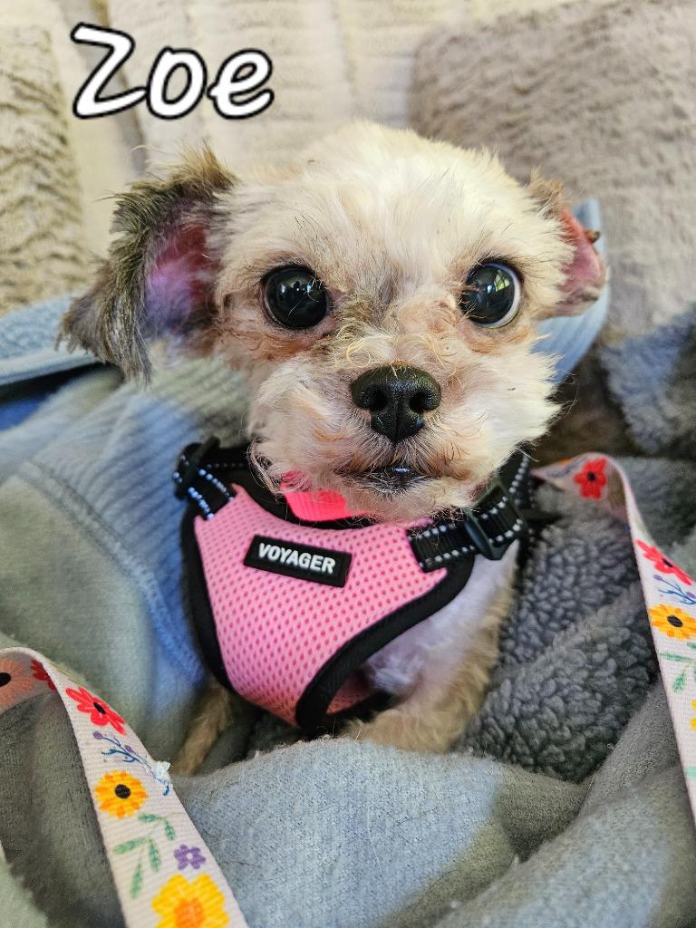 Zoe, Adoptable, Adult Female Shih Tzu & Mixed Breed.