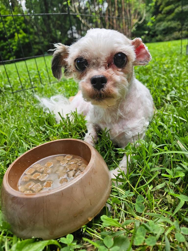 Zoe, Adoptable, Adult Female Shih Tzu & Mixed Breed.