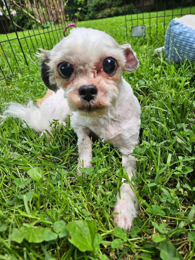 Enlarge Zoe, a Adoptable mixed breed in Parkville, MD image 2/6