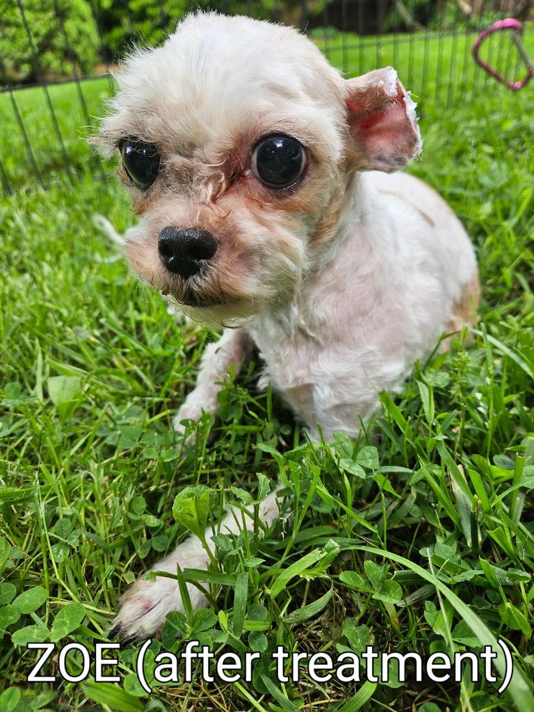 Enlarge Zoe, a Adoptable mixed breed in Parkville, MD image 6/6