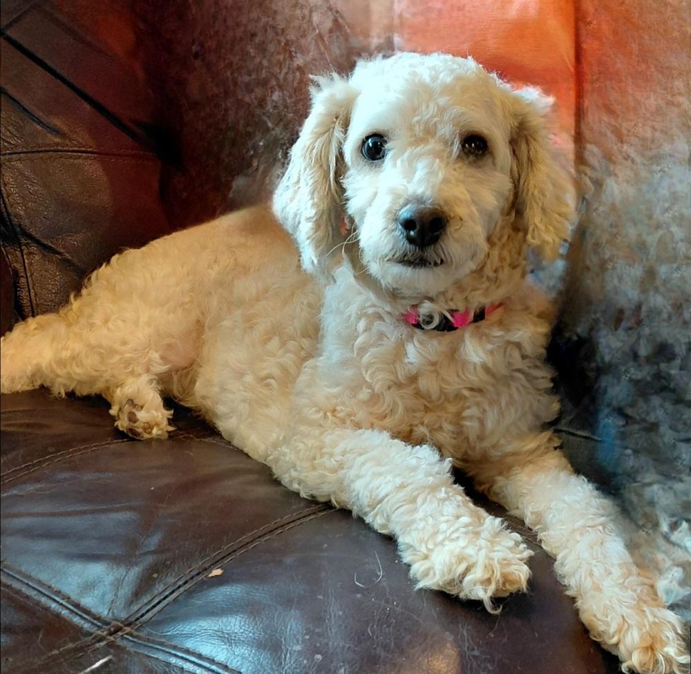Aimey, Adopted, Adult Female Poodle.