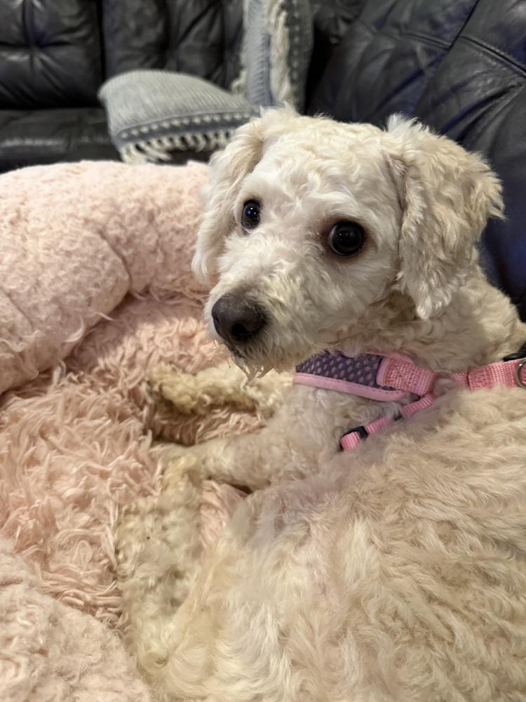 Aimey, a Adopted Poodle in Richardson, TX image 2/5