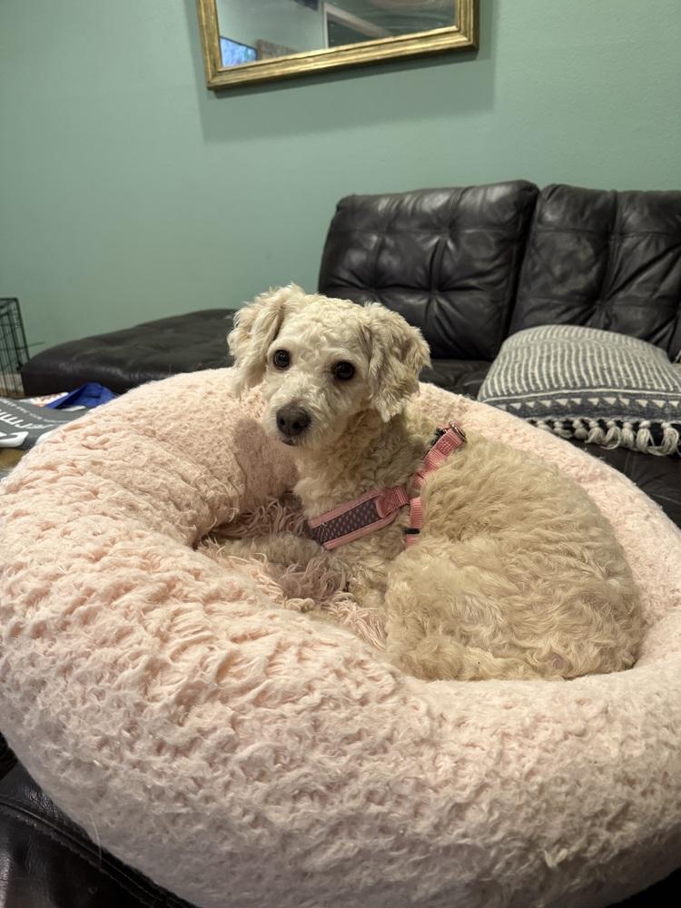 Aimey, a Adopted Poodle in Richardson, TX image 3/5