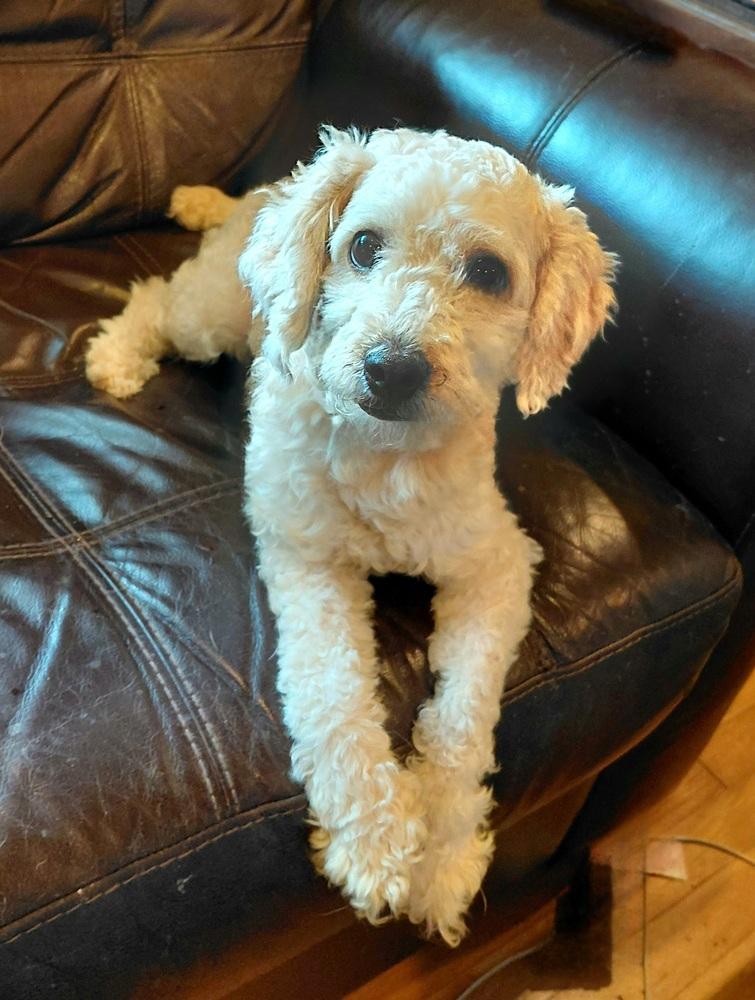 Aimey, a Adopted Poodle in Richardson, TX image 4/5
