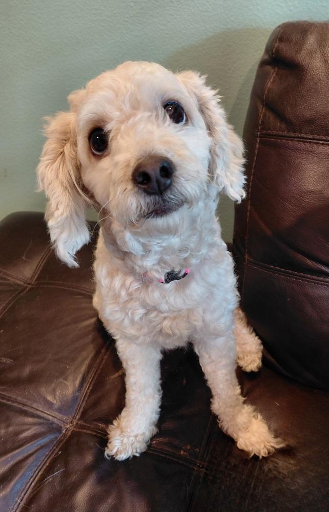Aimey, a Adopted Poodle in Richardson, TX image 5/5