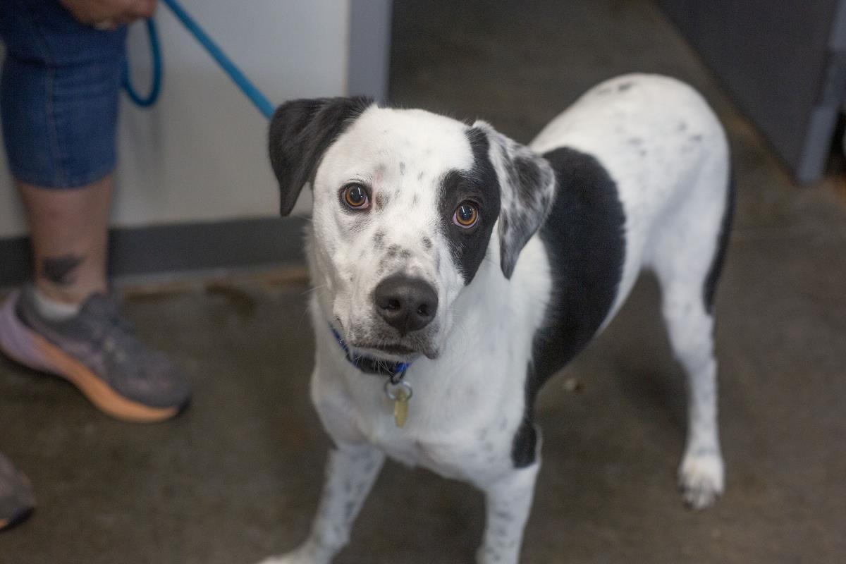 Desi, Adoptable, Young Male Border Collie.