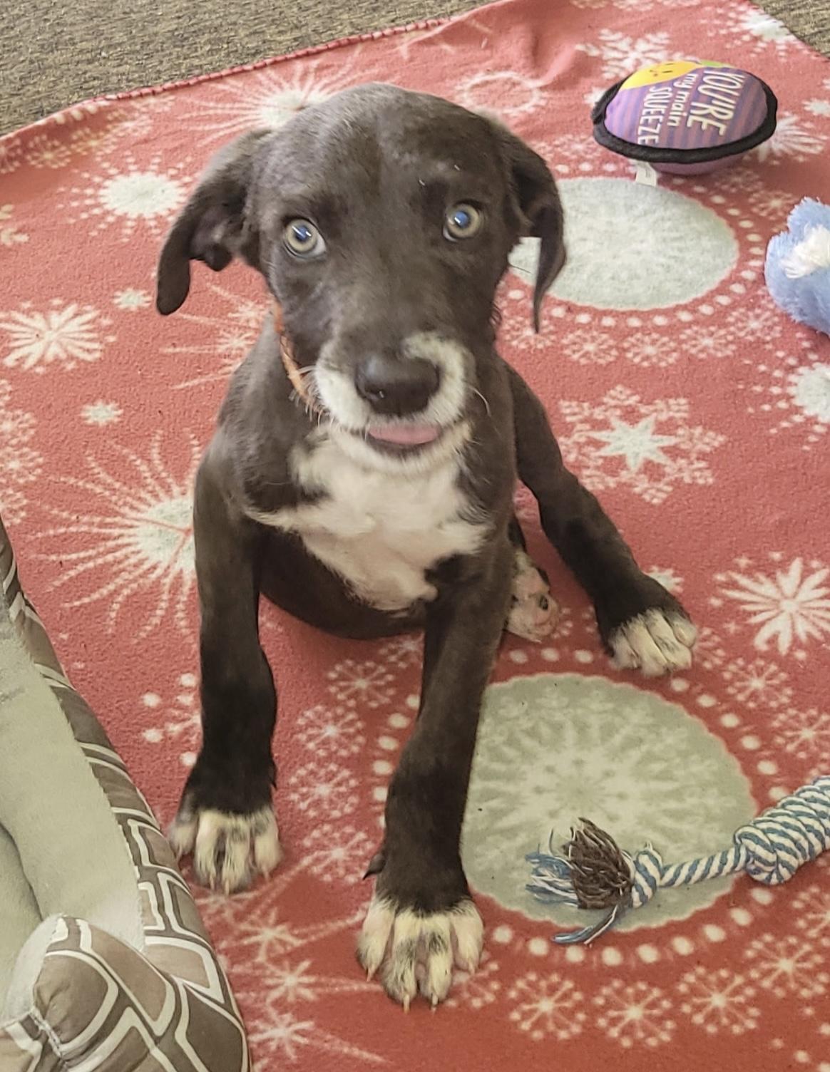 Mandy, Adoptable, Young Female Wirehaired Terrier.