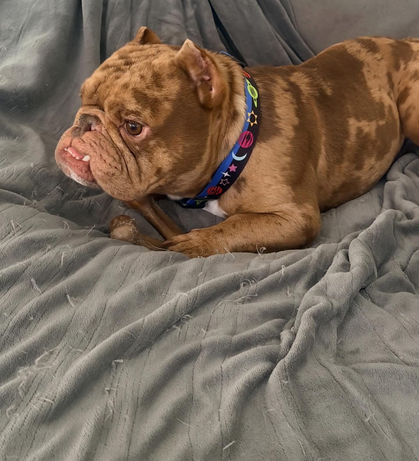 Enlarge Eggroll, a ADOPTABLE mixed breed in Las Vegas, NV image 2/5