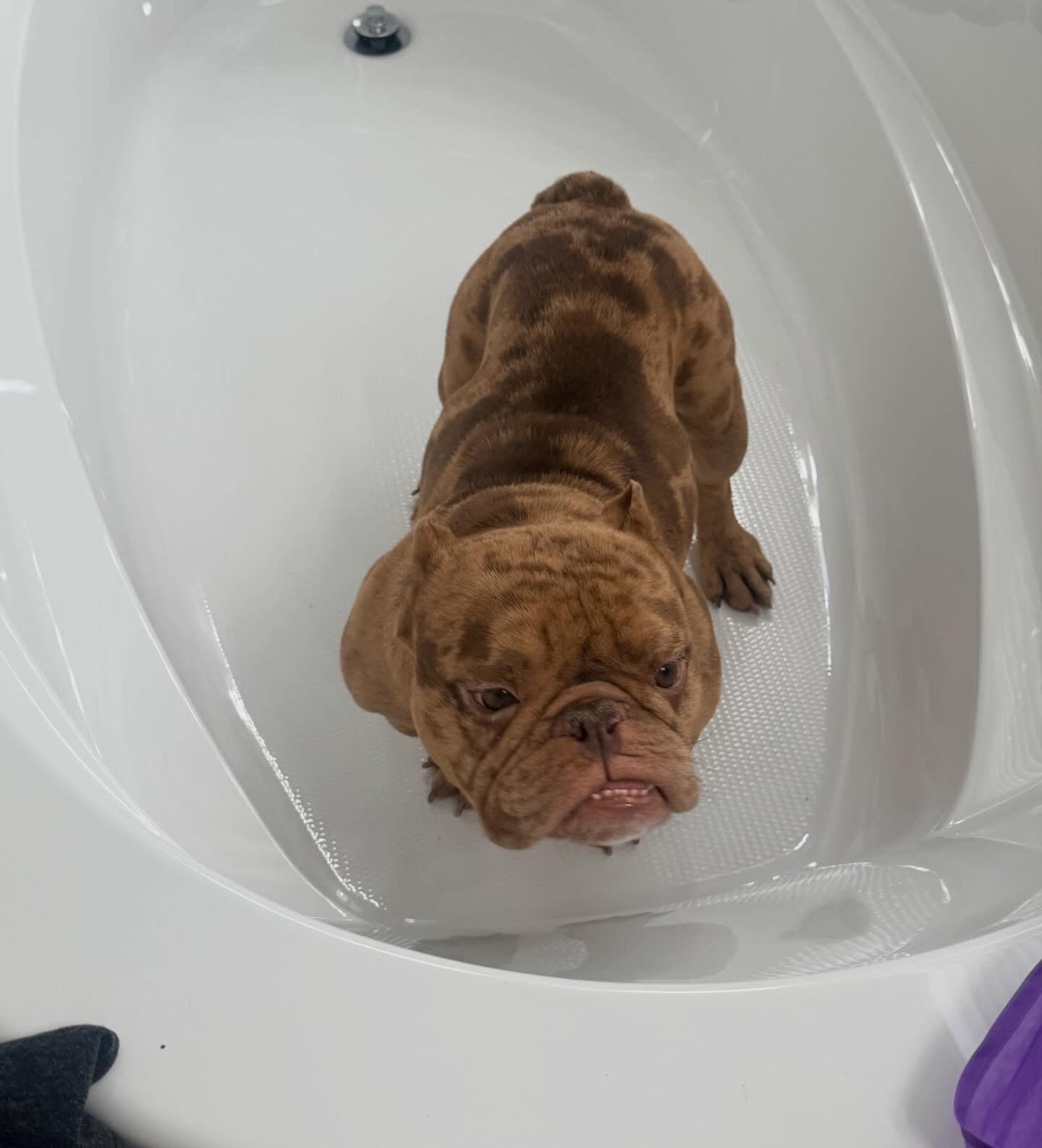 Enlarge Eggroll, a ADOPTABLE mixed breed in Las Vegas, NV image 3/5