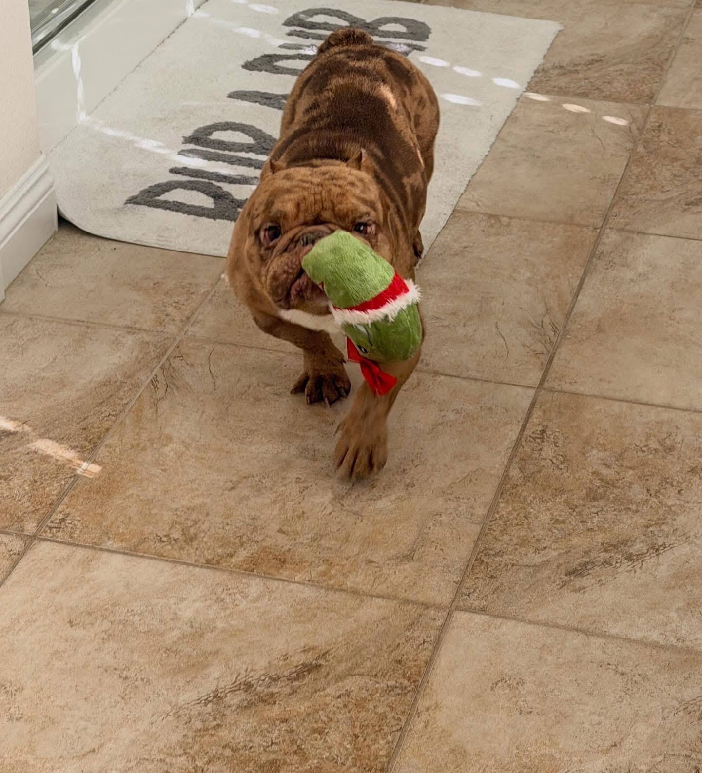 Enlarge Eggroll, a ADOPTABLE mixed breed in Las Vegas, NV image 4/5