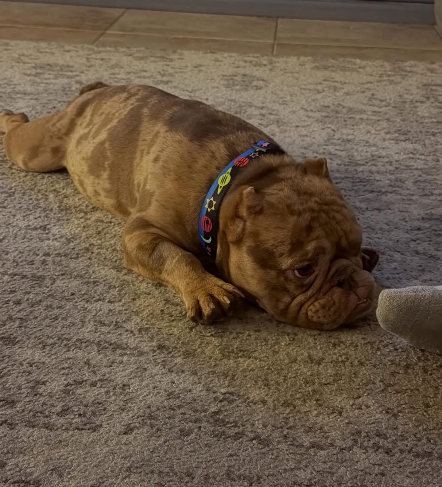 Enlarge Eggroll, a ADOPTABLE mixed breed in Las Vegas, NV image 5/5