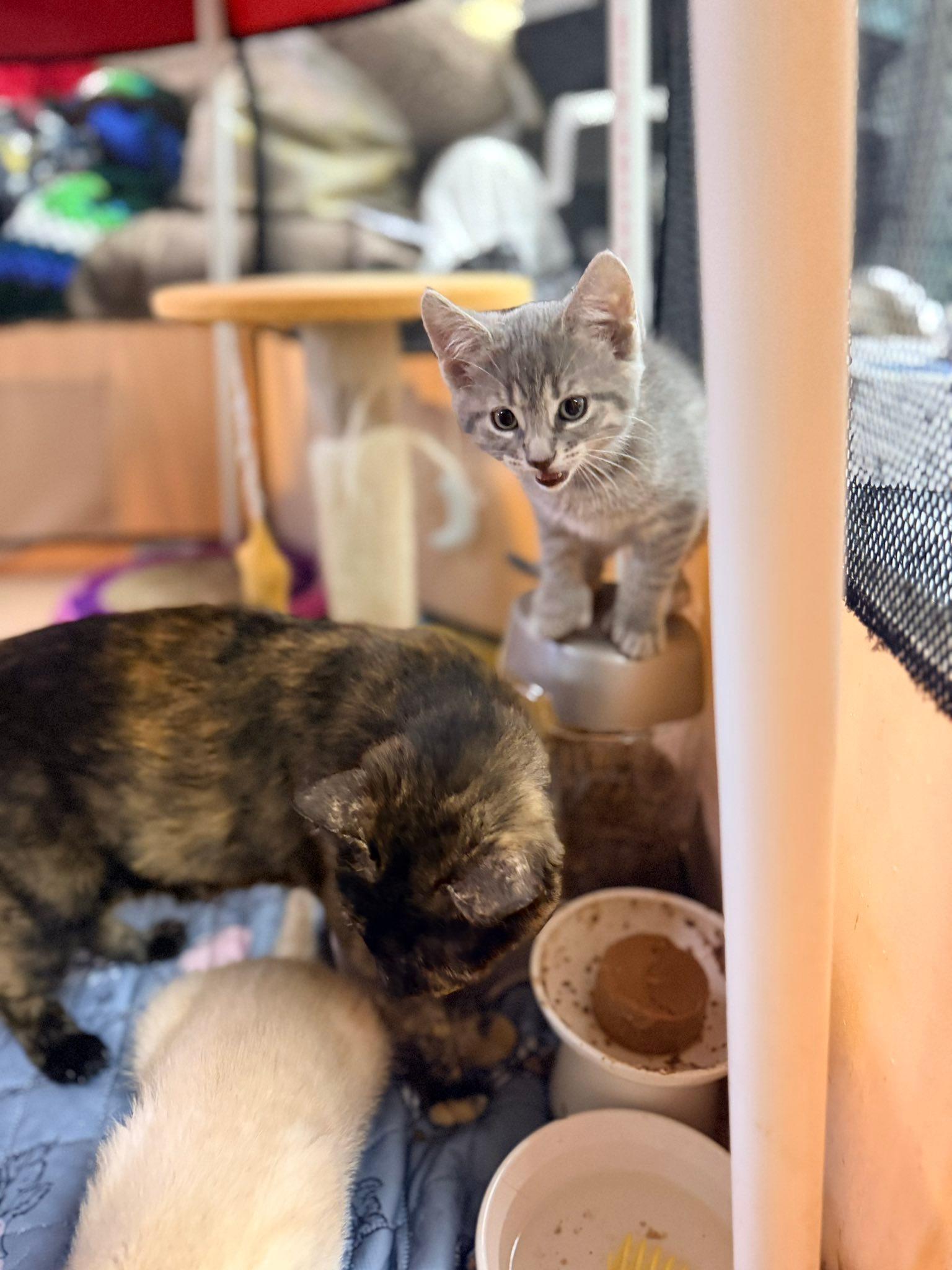 MERCURY, a ADOPTABLE Domestic Short Hair in Philadelphia, PA image 3/4