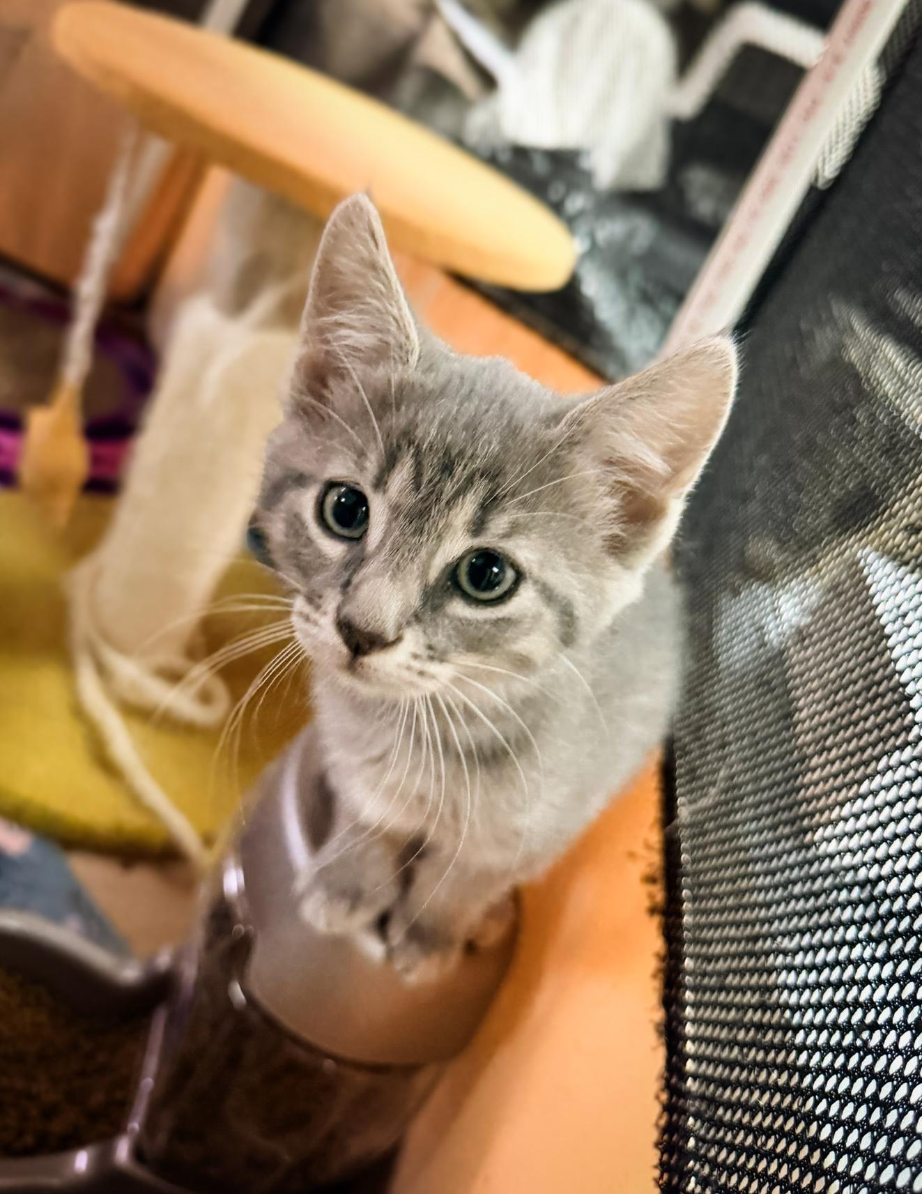 MERCURY, ADOPTABLE, Kitten Male Domestic Short Hair.