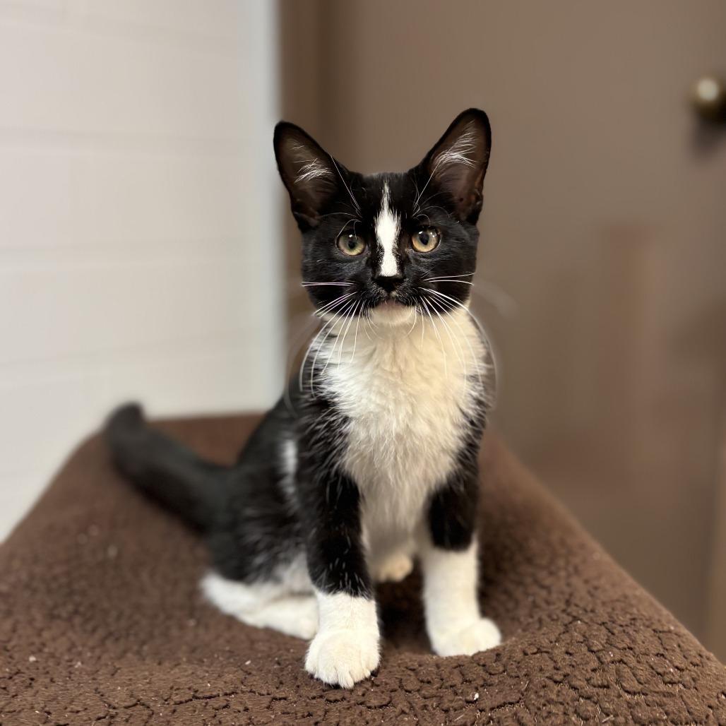 Shrimp***ADOPTION PENDING*** photo