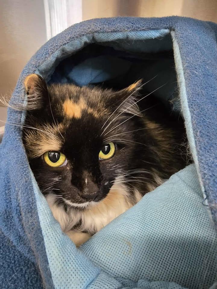 Ihop, ADOPTABLE, Adult Female Domestic Long Hair.