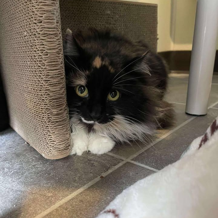 Ihop, adoptable, Adult Female Domestic Long Hair.