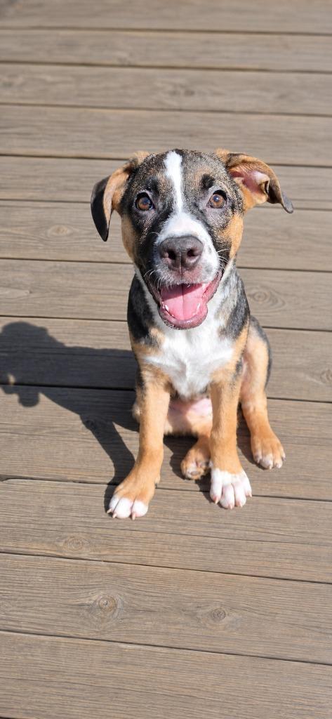 Magnolia, Adoptable, Puppy Female Pug & Shepherd.