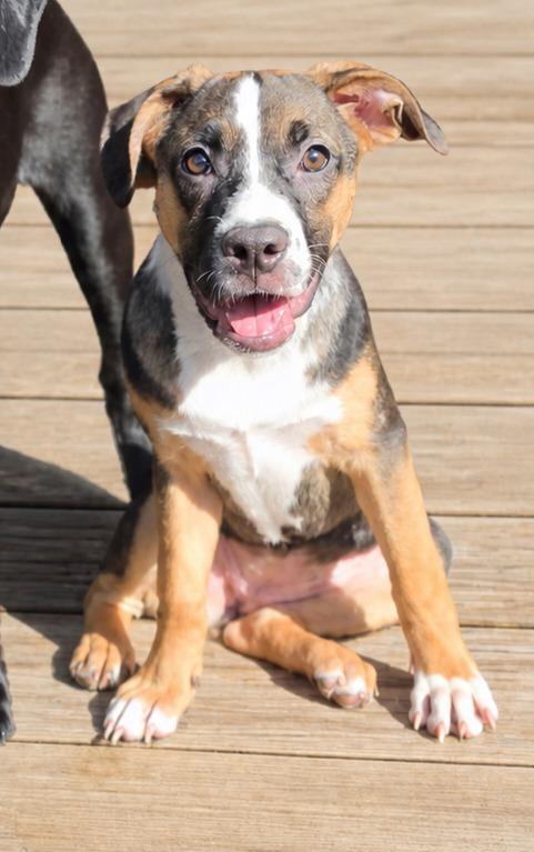 Enlarge Magnolia, a Adoptable mixed breed in Walnutport, PA image 2/3