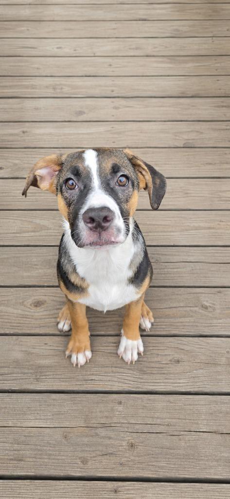 Enlarge Magnolia, a Adoptable mixed breed in Walnutport, PA image 3/3