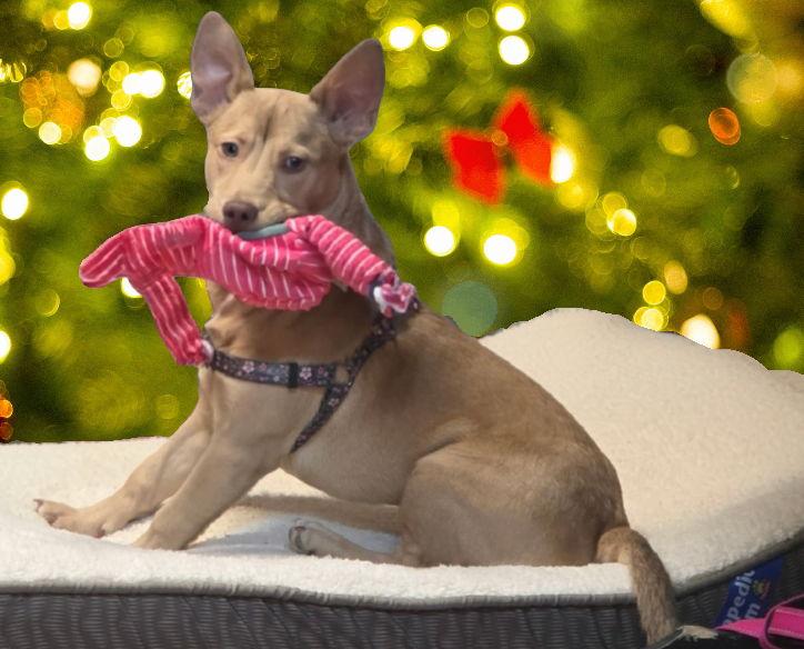 Peaches, Adopted, Young Female Carolina Dog.