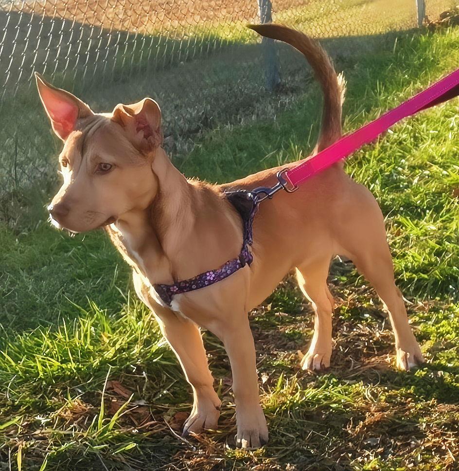 Enlarge Peaches, a Adopted Carolina Dog in Berkeley Springs, WV image 5/6