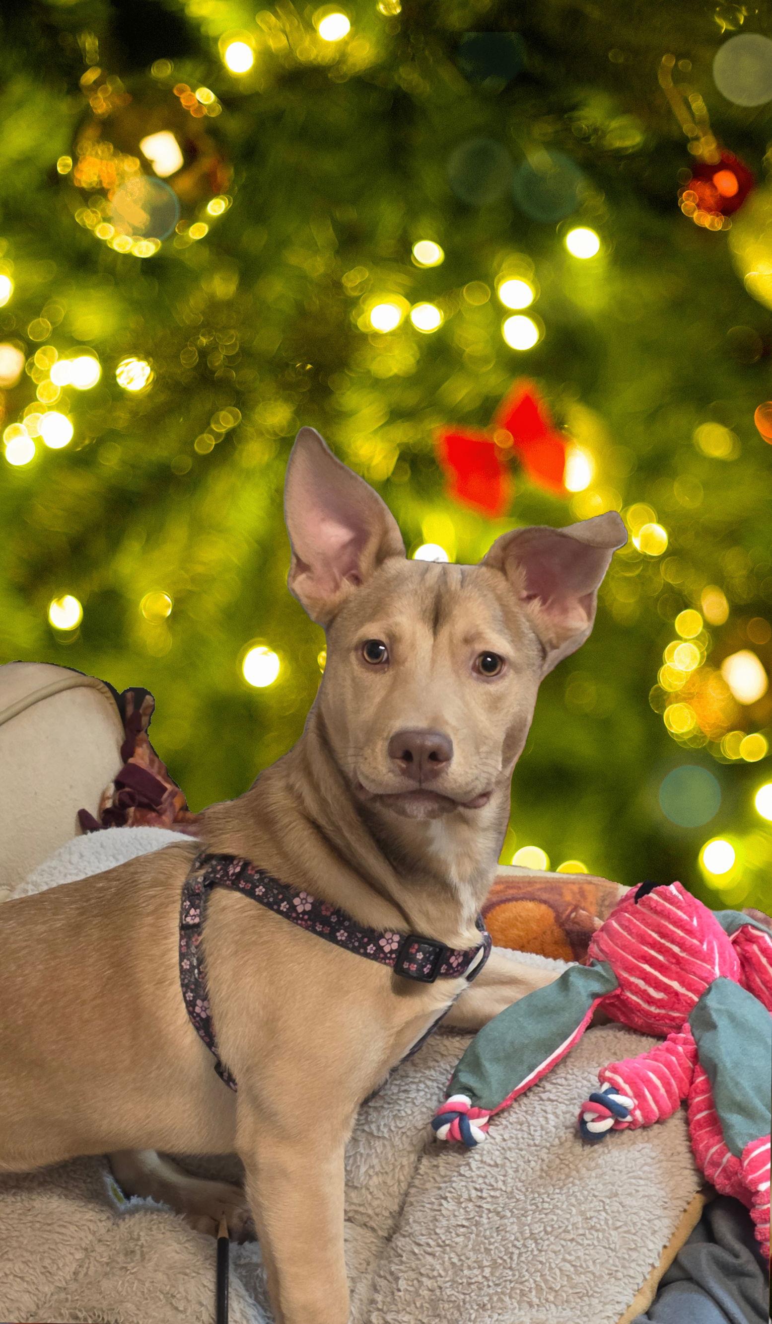 Peaches, a Adopted Carolina Dog in Berkeley Springs, WV image 3/3