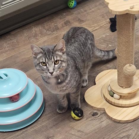 Enlarge Hudson, a Adoptable Domestic Short Hair in Grand Island, NE image 1/1