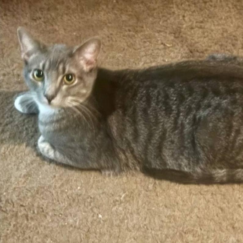 PB, Adoptable, Young Male Domestic Short Hair.