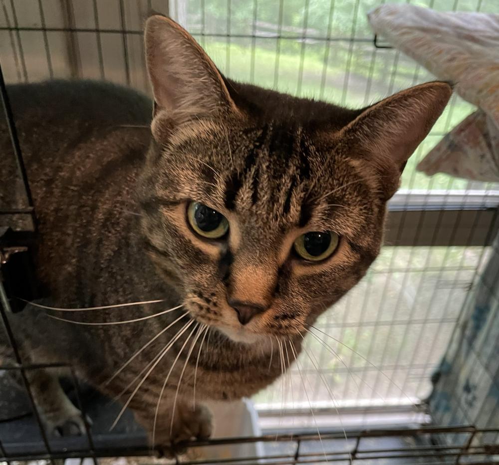 Zula, a Adoptable mixed breed in Loveland, OH image 3/3