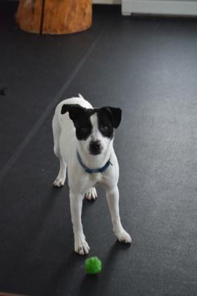 Enlarge Caliope, a ADOPTABLE mixed breed in Potsdam, NY image 2/3
