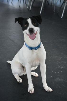 Caliope, ADOPTABLE, Adult Female Australian Cattle Dog / Blue Heeler.