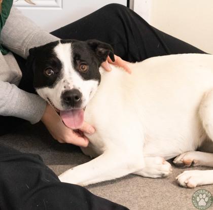 Enlarge Caliope, a ADOPTABLE mixed breed in Potsdam, NY image 3/3