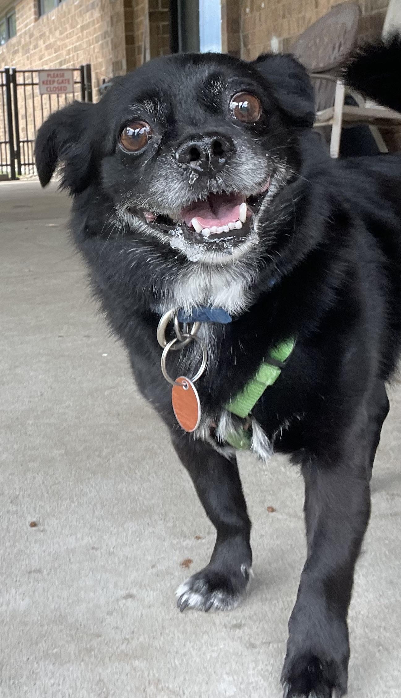 Fred ADOPTED, adopted, Senior Male Chihuahua & Pomeranian.