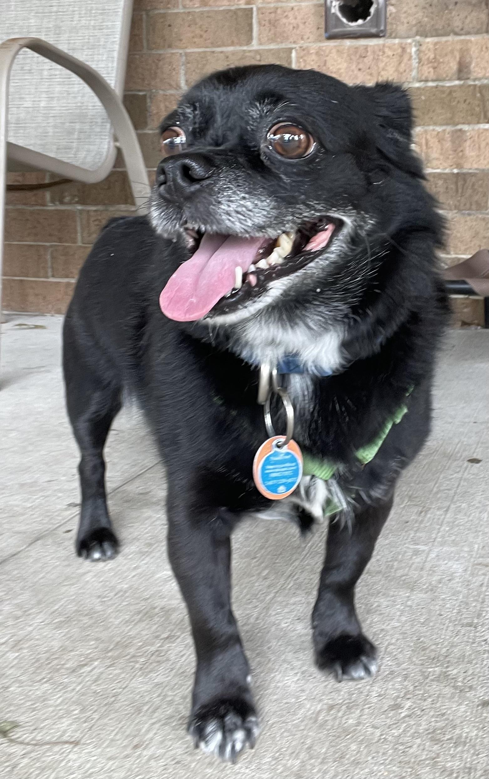 Fred ADOPTED, an adopted mixed breed in Canton, OH image 2/6