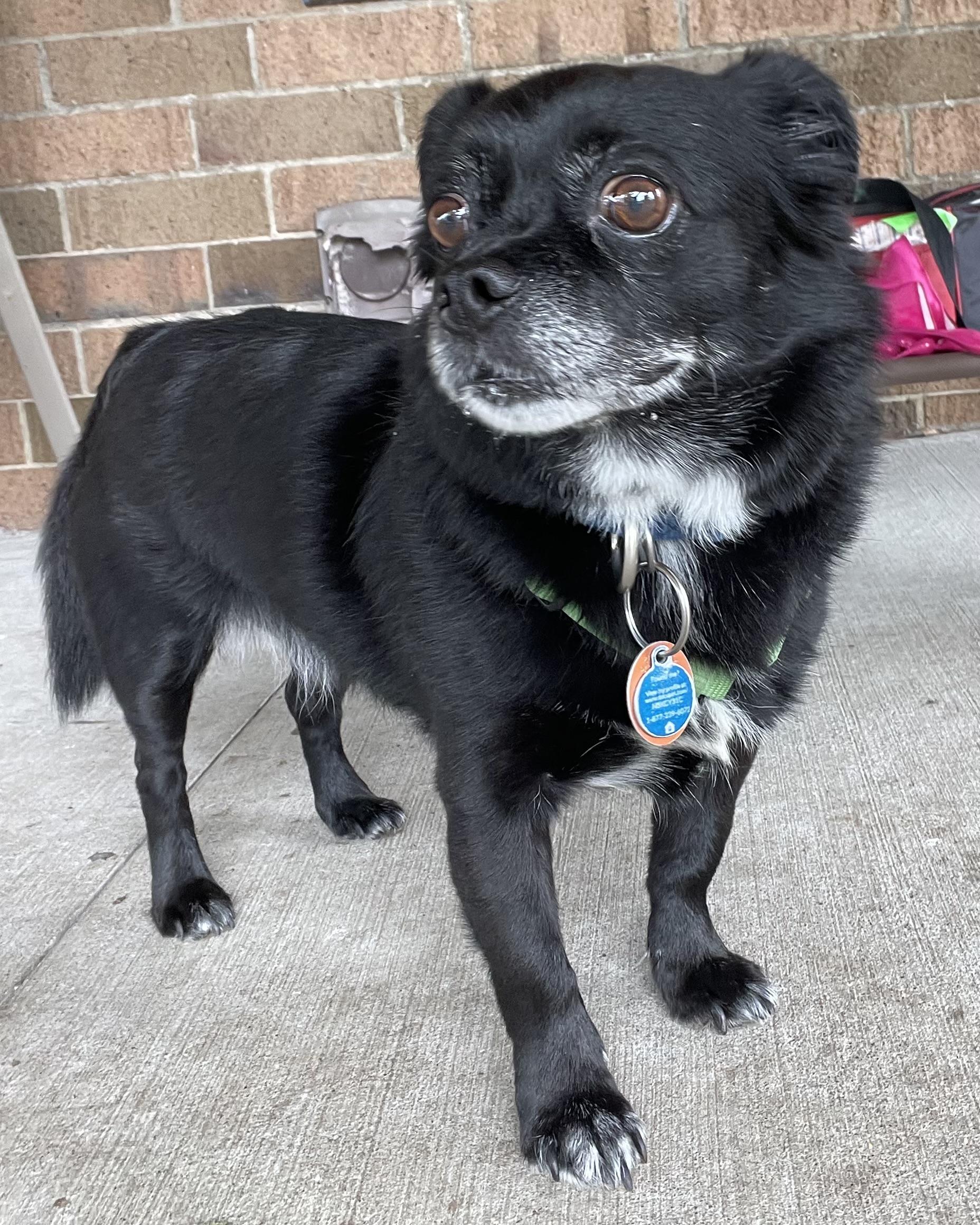 Fred ADOPTED, an adopted mixed breed in Canton, OH image 3/6