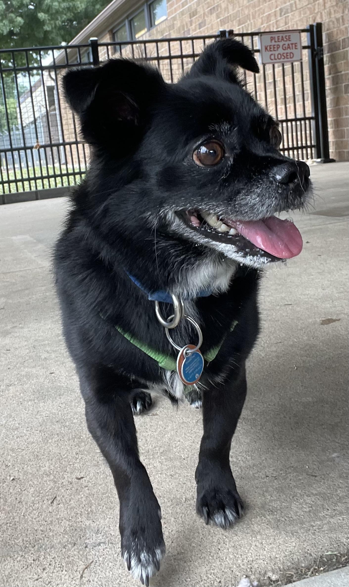 Fred ADOPTED, an adopted mixed breed in Canton, OH image 6/6