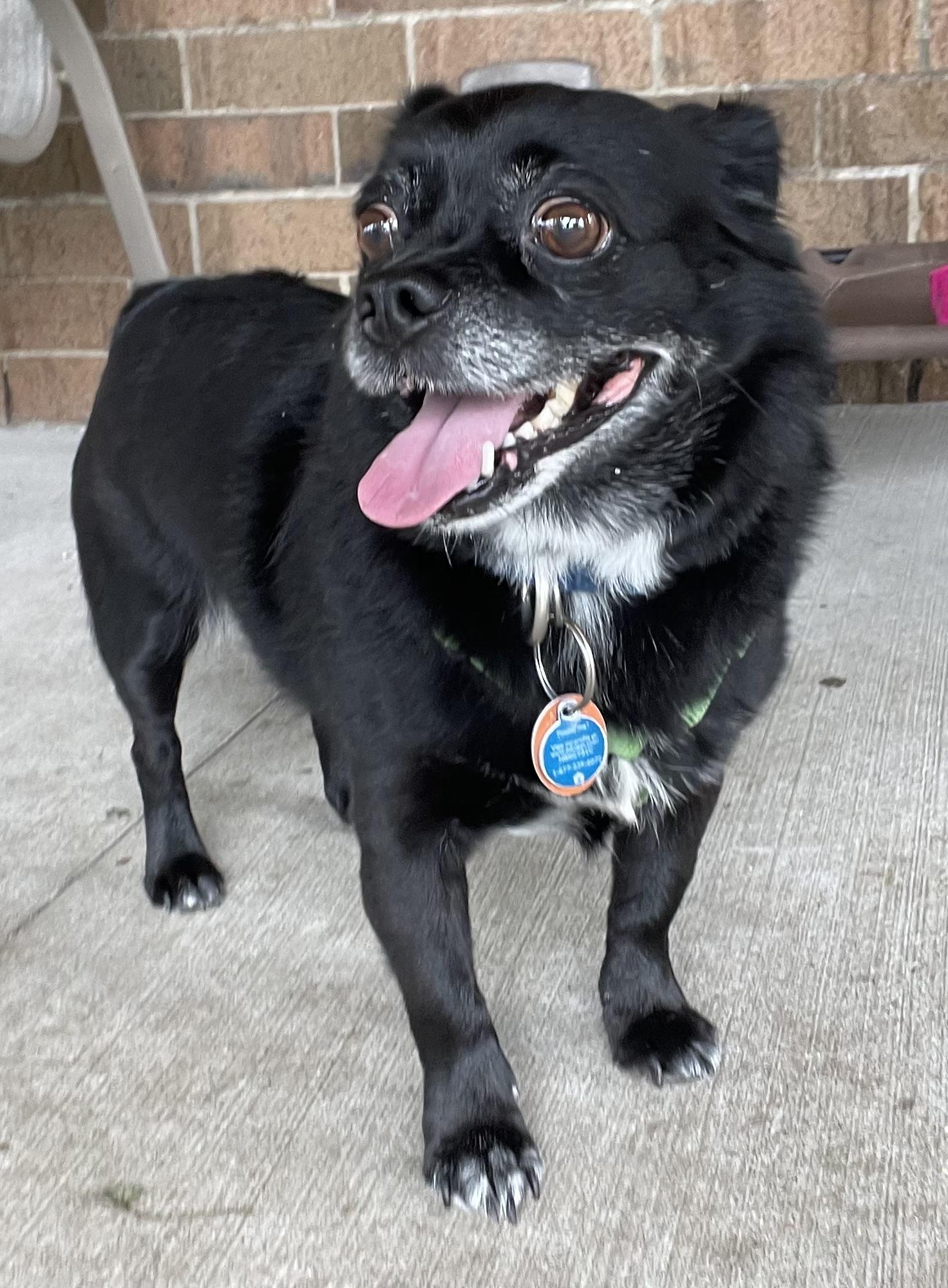 Fred ADOPTED, an adopted mixed breed in Canton, OH image 5/6