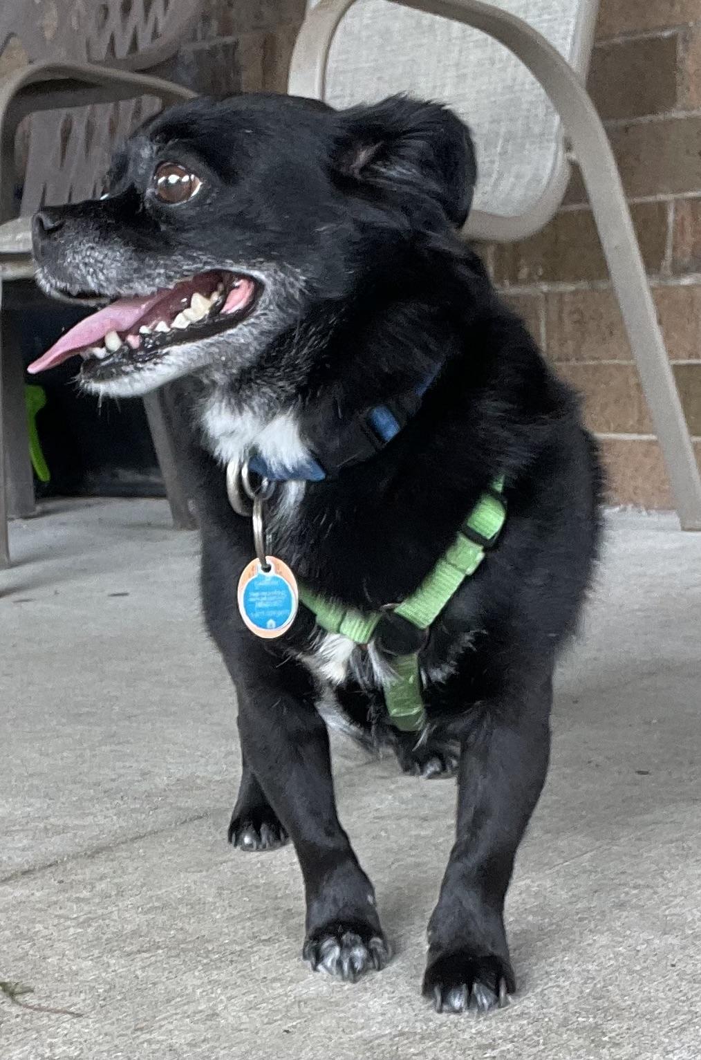 Fred ADOPTED, an adopted mixed breed in Canton, OH image 4/6