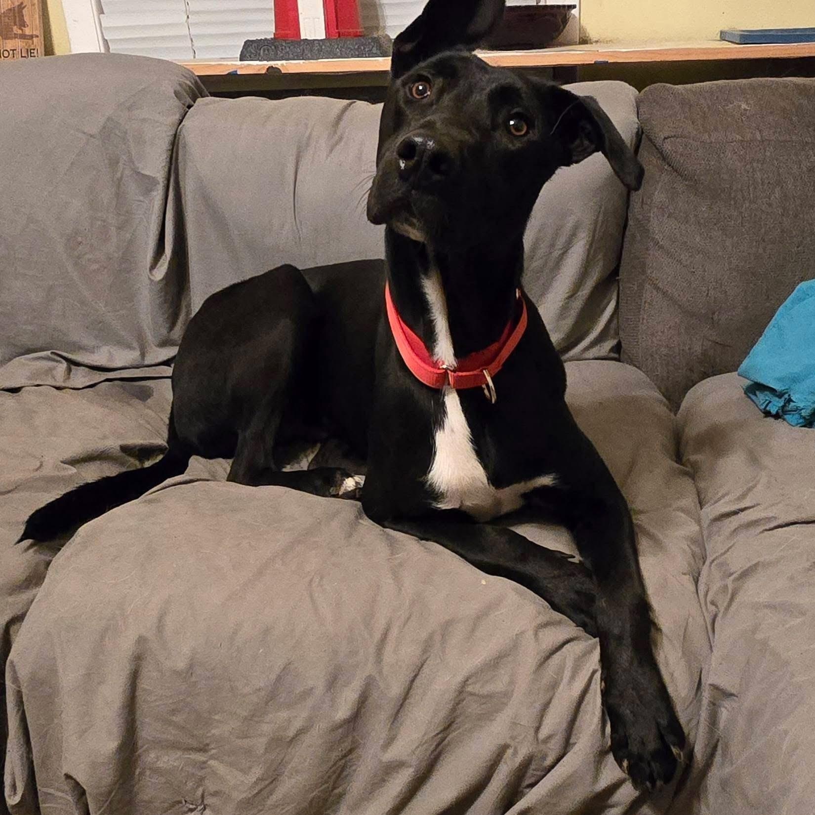 Blaze, a ADOPTABLE mixed breed in McHenry, IL image 2/3