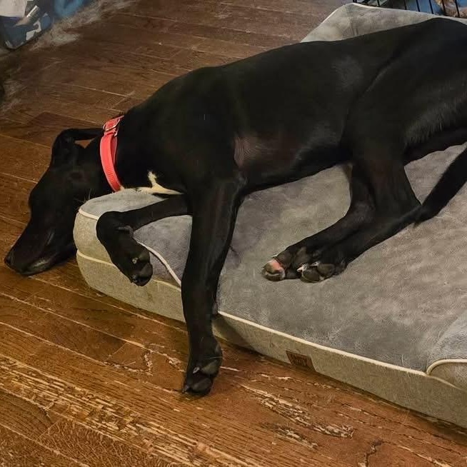 Blaze, a ADOPTABLE mixed breed in McHenry, IL image 3/3