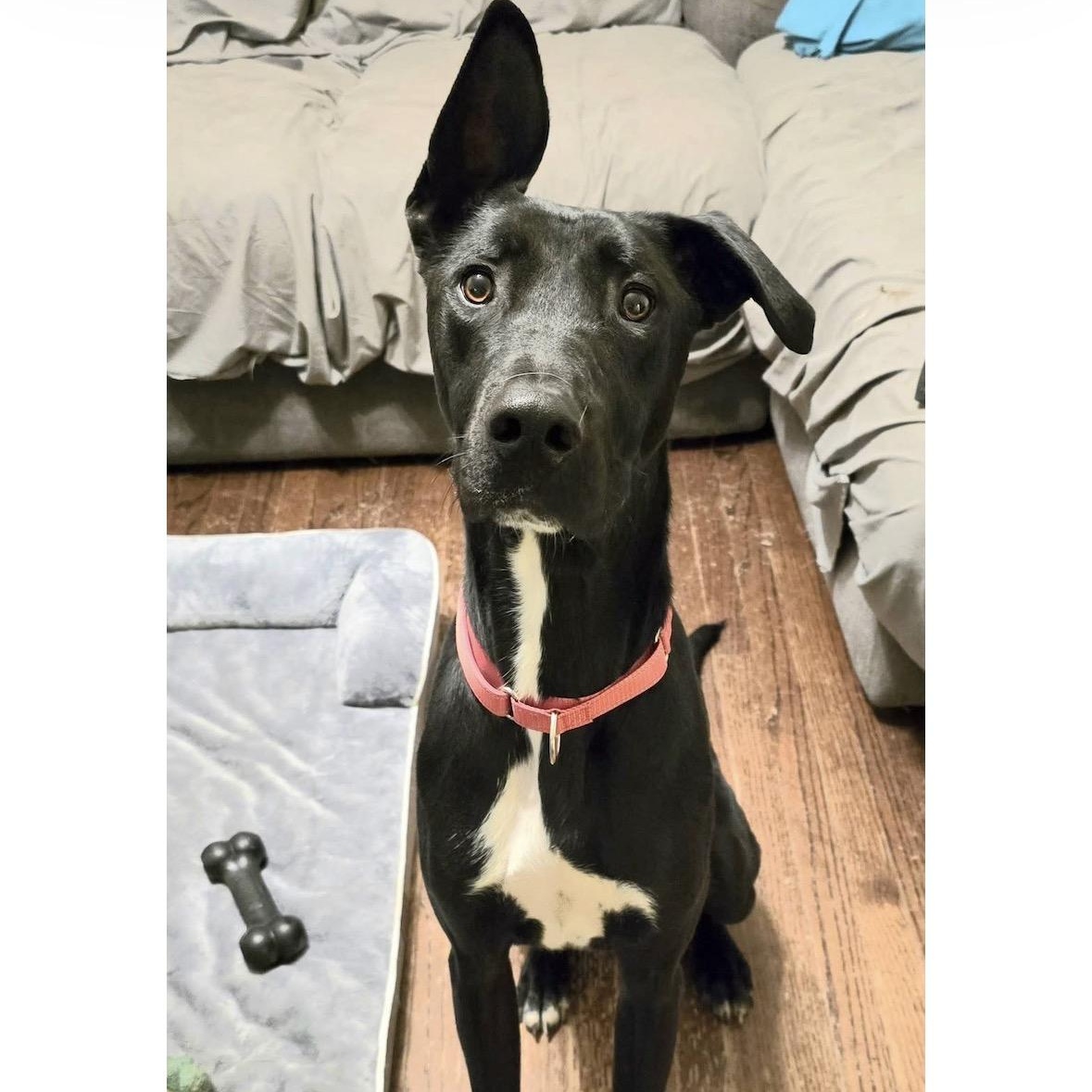 Blaze, ADOPTABLE, Young Male Great Dane.