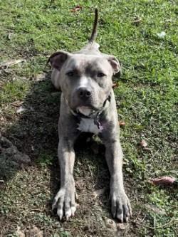 Kodiak, Adoptable, Adult Male Pit Bull Terrier & Mixed Breed.