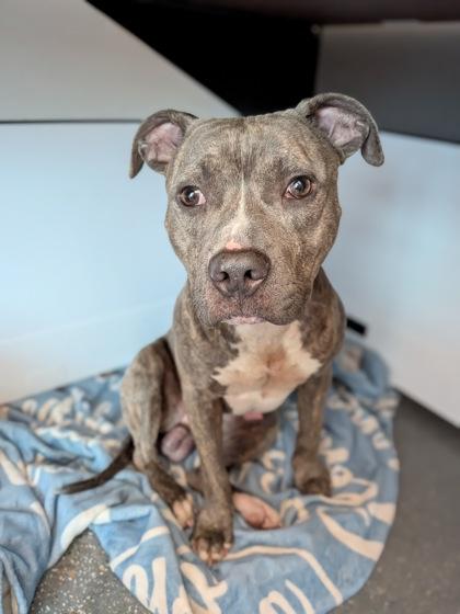 Kodiak, a Adoptable mixed breed in New Orleans, LA image 2/3