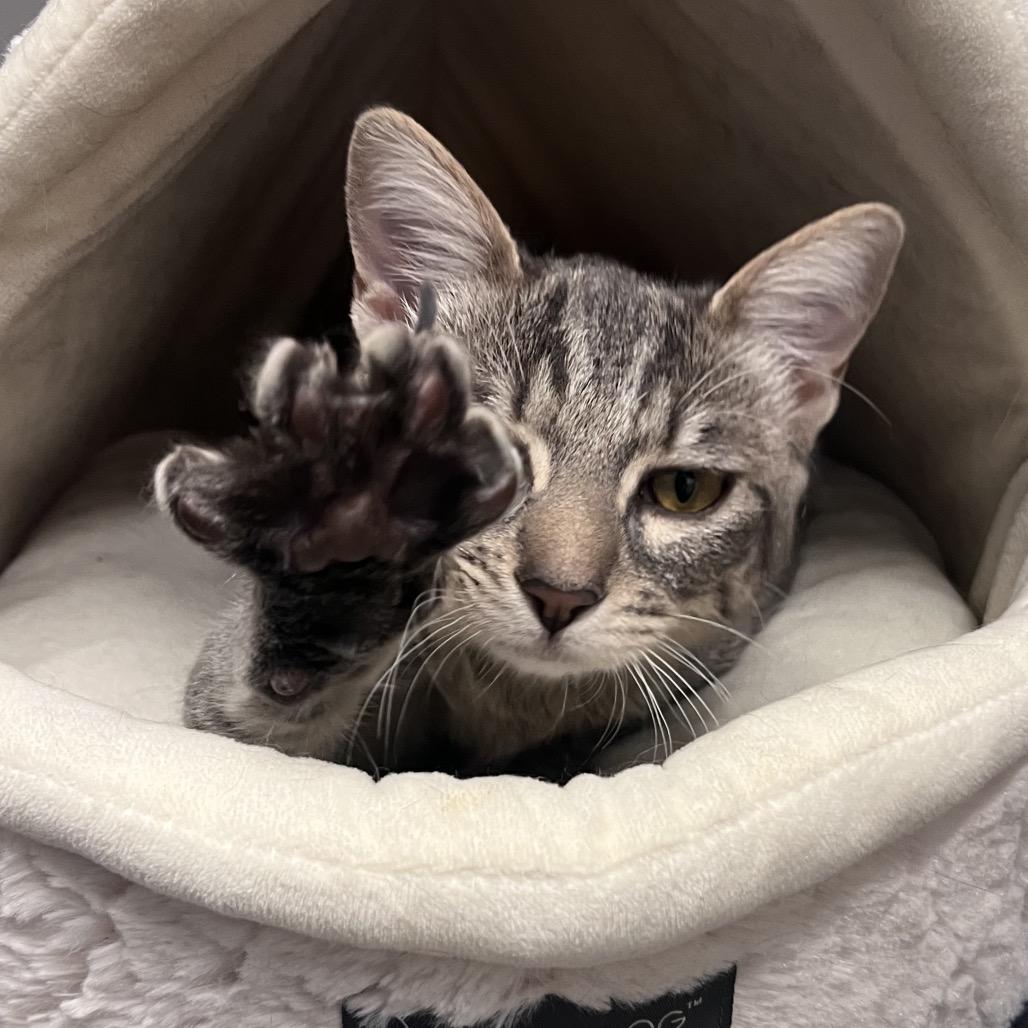 Enlarge Dabula -City of Industry Location, a Adoptable Domestic Short Hair in Chino Hills, CA image 1/6
